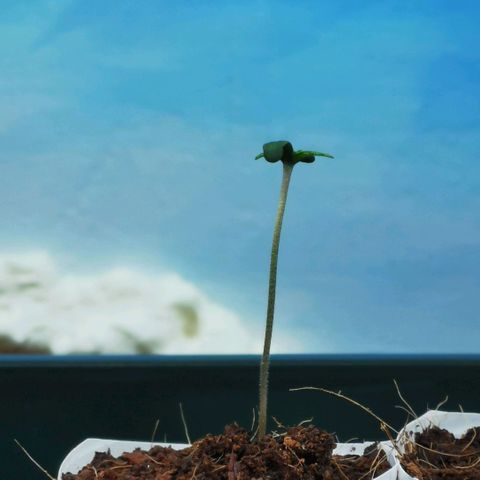 Gorilla glue auto #1 growlog timeline photo