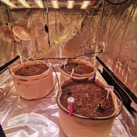 Gorilla glue auto #1 growlog photo: Eingepflanzt