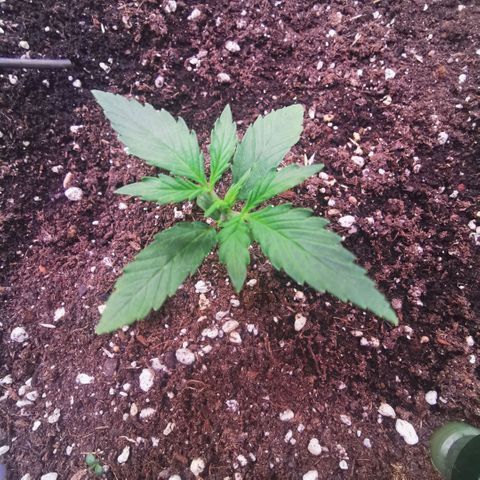 Runtz zamnesia automatic growlog timeline photo