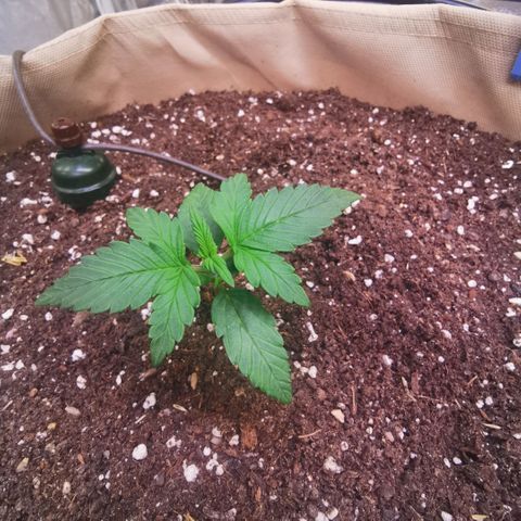 Gorilla glue auto #1 growlog timeline photo