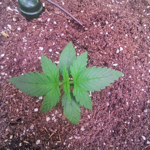 Gorilla glue auto #1 growlog timeline photo