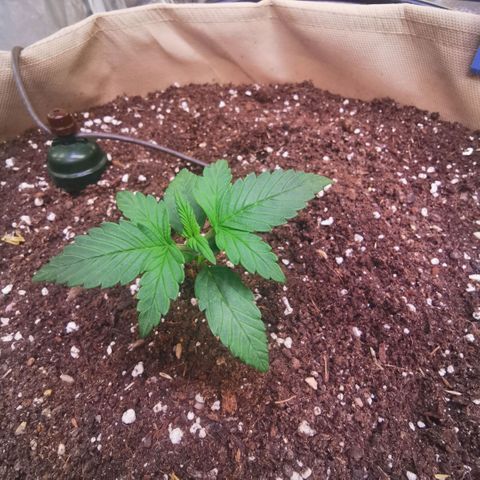 Gorilla glue auto #1 growlog timeline photo