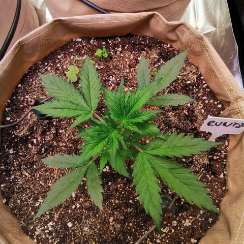 Runtz zamnesia automatic growlog timeline photo