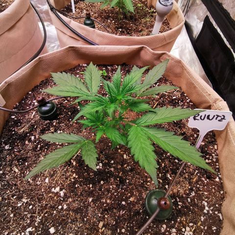 Runtz zamnesia automatic growlog timeline photo