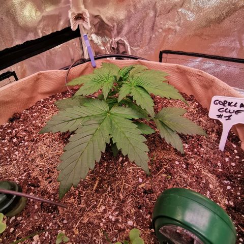 Gorilla glue auto #1 growlog timeline photo