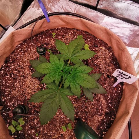 Gorilla glue auto #1 growlog timeline photo