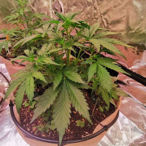 Runtz zamnesia automatic growlog timeline photo