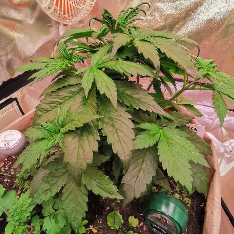 Gorilla glue auto #1 growlog timeline photo