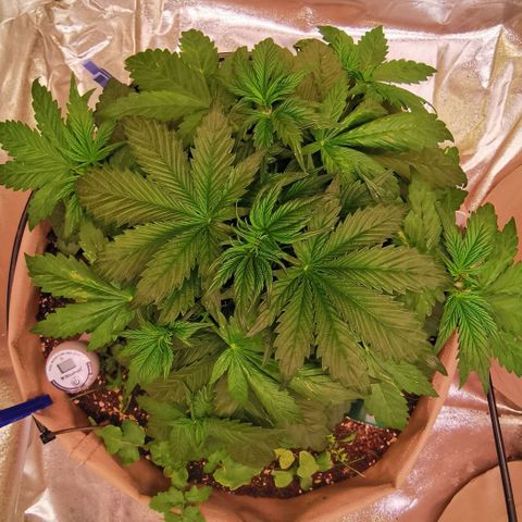 Gorilla glue auto #1 growlog timeline photo