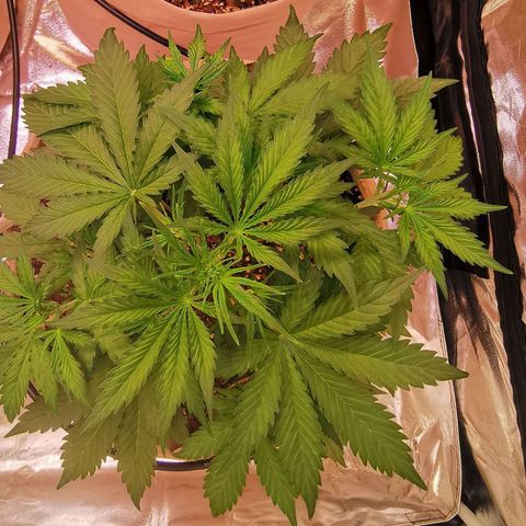 Runtz zamnesia automatic growlog timeline photo