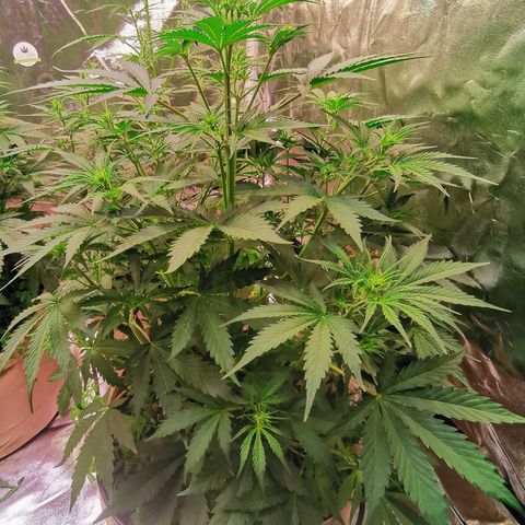 Runtz zamnesia automatic growlog timeline photo