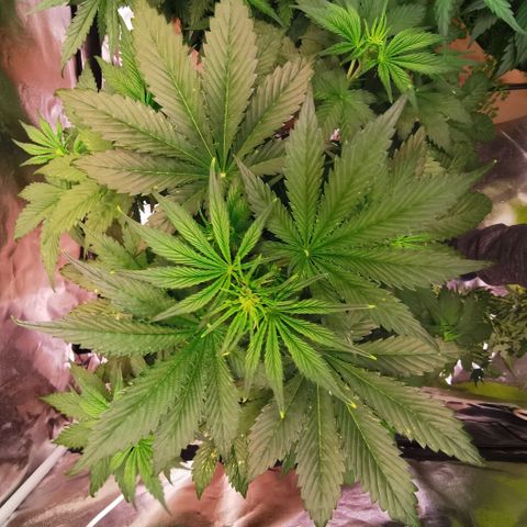 Gorilla glue auto #1 growlog timeline photo