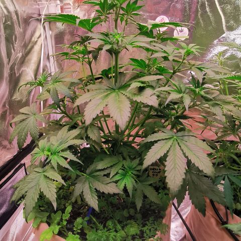 Gorilla glue auto #1 growlog timeline photo