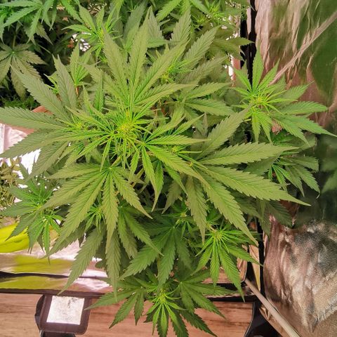 Runtz zamnesia automatic growlog timeline photo