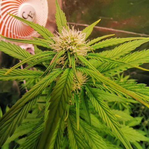 Gorilla glue auto #1 growlog timeline photo