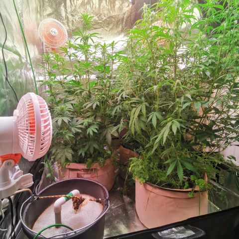 Gorilla glue auto #1 growlog timeline photo