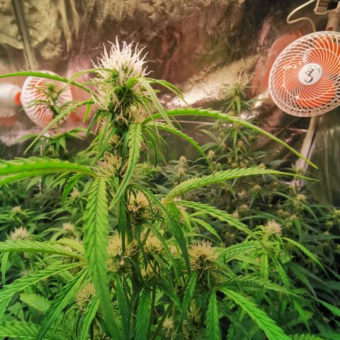 Gorilla glue auto #1 growlog timeline photo