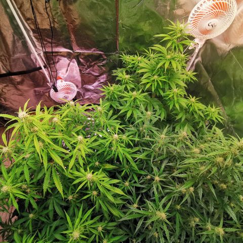 Gorilla glue auto #1 growlog timeline photo