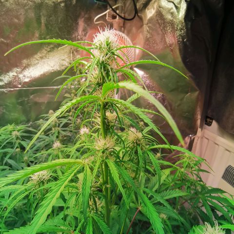 Gorilla glue auto #1 growlog timeline photo