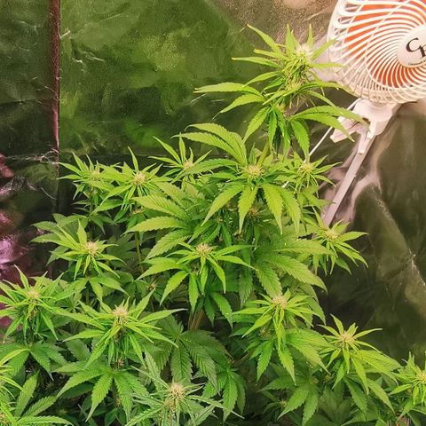Runtz zamnesia automatic growlog timeline photo
