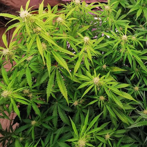 Runtz zamnesia automatic growlog timeline photo