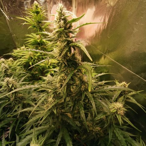 Runtz zamnesia automatic growlog timeline photo