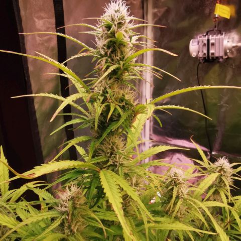 Runtz zamnesia automatic growlog timeline photo