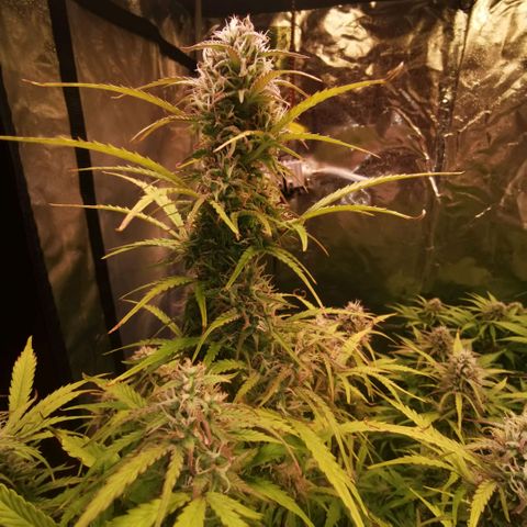 Runtz zamnesia automatic growlog timeline photo