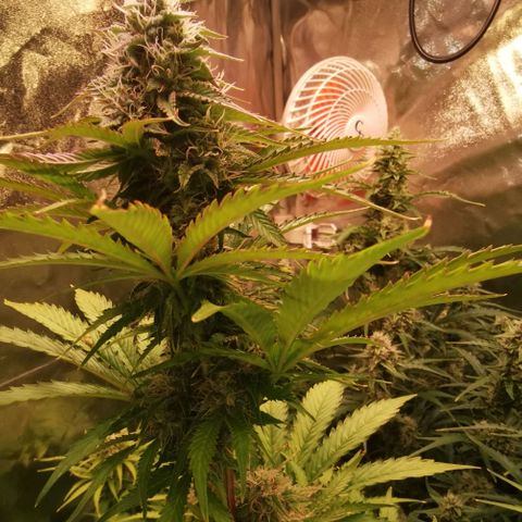 Gorilla glue auto #1 growlog timeline photo