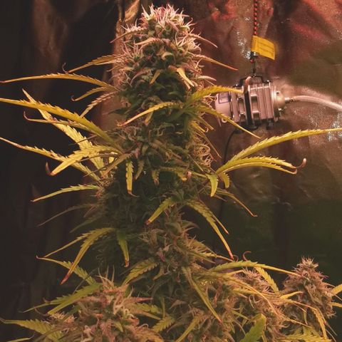 Runtz zamnesia automatic growlog timeline photo