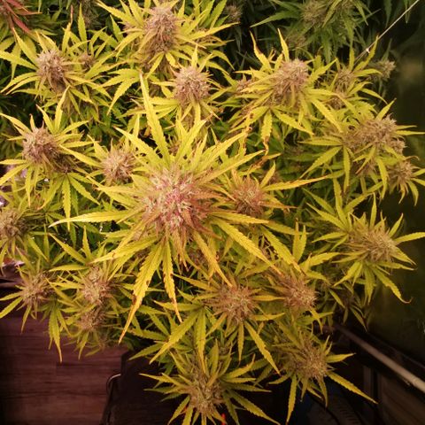 Runtz zamnesia automatic growlog timeline photo