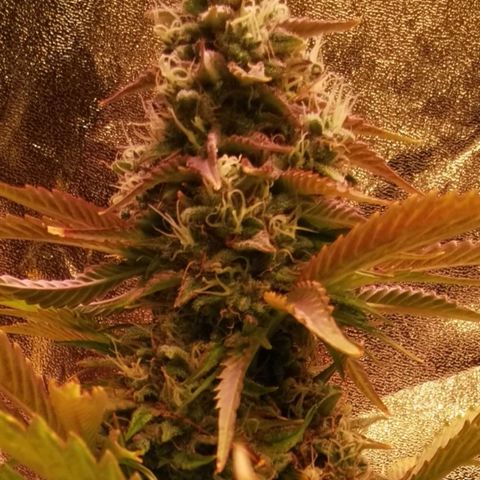 Gorilla glue auto #1 growlog timeline photo