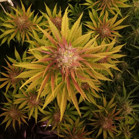 Gorilla glue auto #1 growlog timeline photo