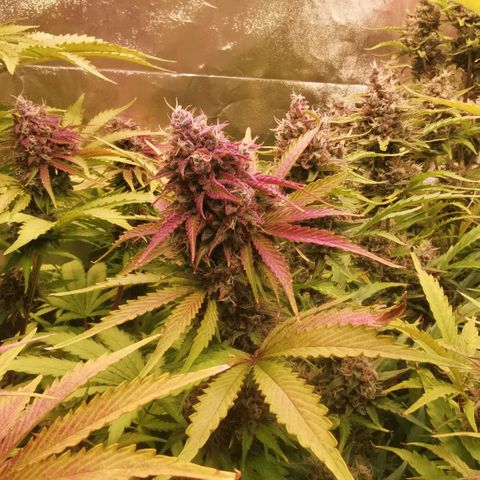 Gorilla glue auto #1 growlog timeline photo