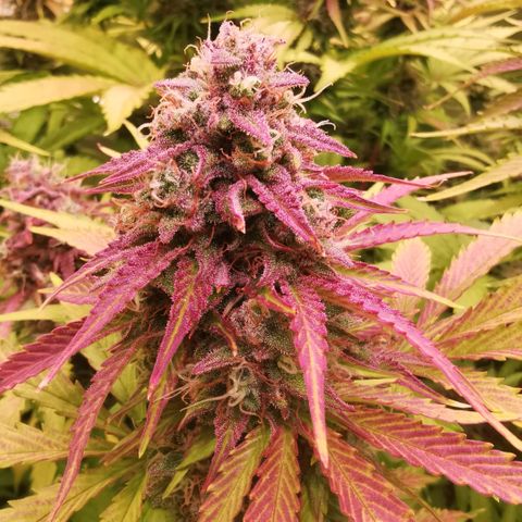 Gorilla glue auto #1 growlog timeline photo