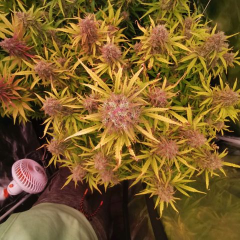 Gorilla glue auto #1 growlog timeline photo