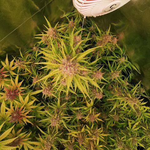 Gorilla glue auto #1 growlog timeline photo