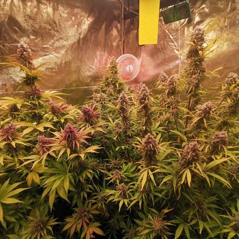 Gorilla glue auto #1 growlog timeline photo