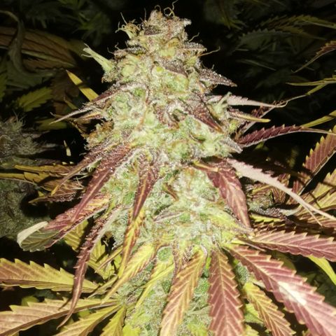 Gorilla glue auto #1 growlog timeline photo