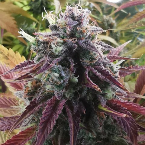 Gorilla glue auto #1 growlog timeline photo