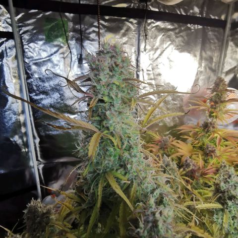 Runtz zamnesia automatic growlog timeline photo