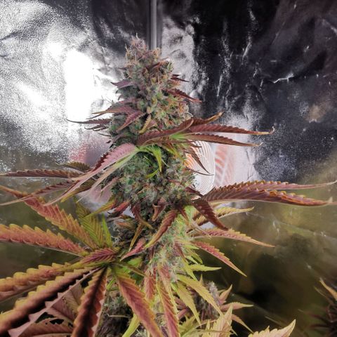 Gorilla glue auto #1 growlog timeline photo
