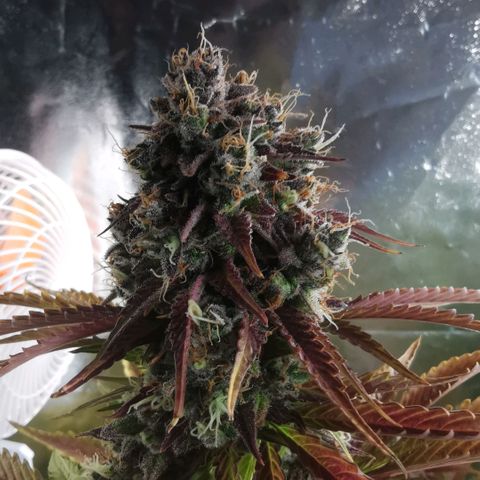 Gorilla glue auto #1 growlog timeline photo