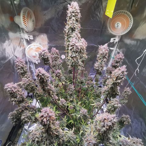 Runtz zamnesia automatic growlog timeline photo