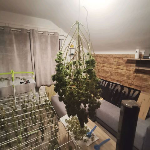 Runtz zamnesia automatic growlog timeline photo