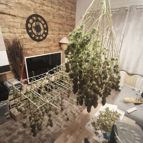 Runtz zamnesia automatic growlog timeline photo