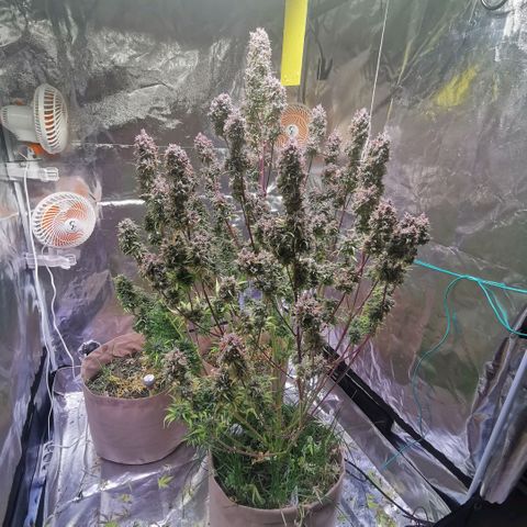 Runtz zamnesia automatic growlog timeline photo