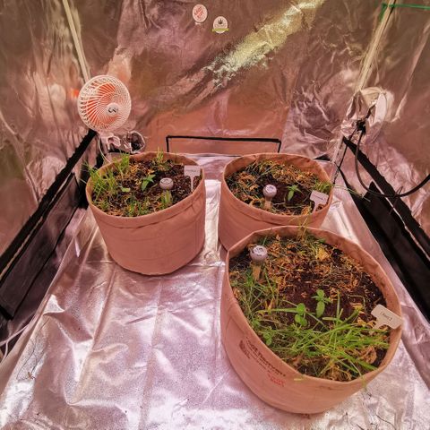 Gorilla glue auto #1 growlog photo: Alle drei eingepflanzt 