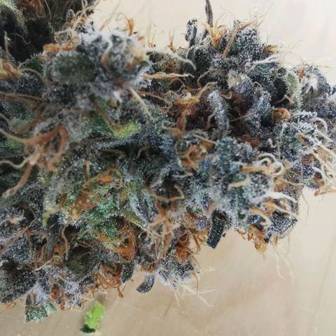 Gorilla glue auto #1 growlog timeline photo