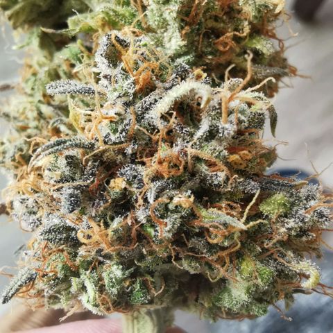 Gorilla glue auto #1 growlog timeline photo